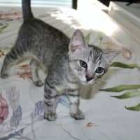 Photo of Tigger