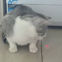 Photo of Wassabi   Now At Pet Quarters Broadmeadow 