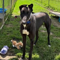 Photo of Arwen The Greyhound