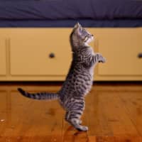 Photo of Groundskeeper Willy