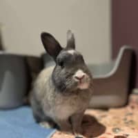 Photo of Dragon Fruit 