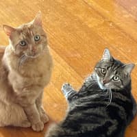 Photo of Ginger (Gigi)