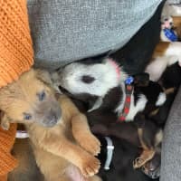 Photo of Chilli   8 Week Old Kelpie X (Trial)