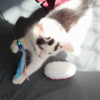 Photo of Oscar