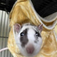 Photo of Galaxy & Apollo