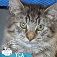 Photo of Tea