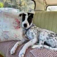 Photo of Indy