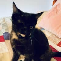 Photo of Guinness ** 2nd Chance Cat Rescue **