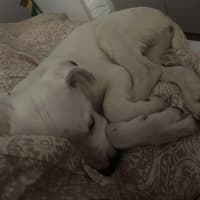 Photo of Bolt