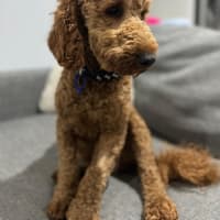 Photo of Bentley   1 Year Old Cavoodle (Trial)