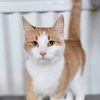 Photo of Koska