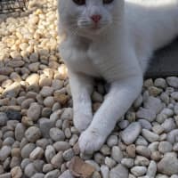 Photo of Jasmine 