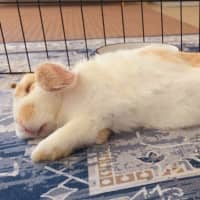 Photo of Biscuit *On Trial*