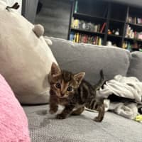 Photo of Toby (Was Starburst)