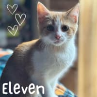 Photo of 🐾 Eleven 🐾