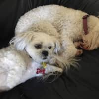 Photo of Luna