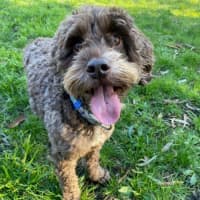 Photo of Milo Russelton