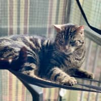 Photo of Dexter 