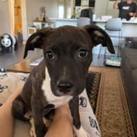 Photo of Sienna (Shadow)