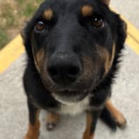 Photo of Goober