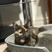 Photo of Tezza