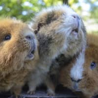 Photo of Rusty, Pumpkin And Scooter