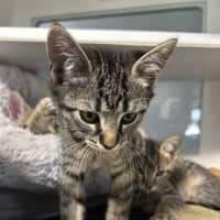 Photo of Mittens