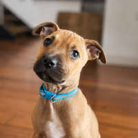 Photo of Buddy
