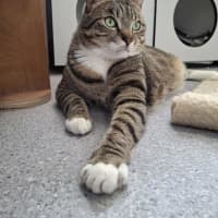 Photo of Ziggy