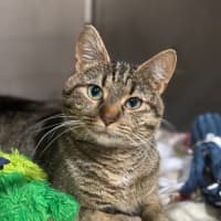 Photo of Daisy