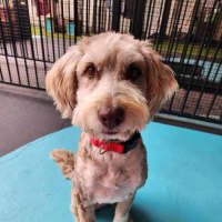 Photo of Bailey