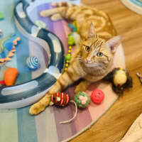 Photo of Saffron   In Foster Care In Doreen