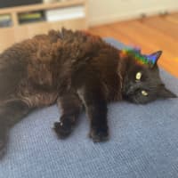 Photo of Kiki   In Foster In Preston