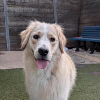 Photo of Hank