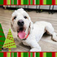 Photo of Daisy