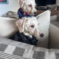 Photo of Tilly