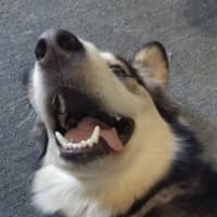 Photo of Opie
