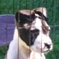 Photo of Tina🥇12 Week Old Staffy X Ridgeback Puppy