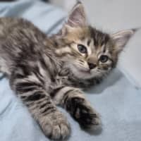 Photo of Taffy