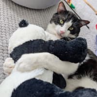 Photo of Benji