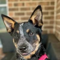 Photo of Jess (Blue)