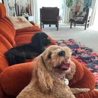 Photo of Sherlock And Willow Picton