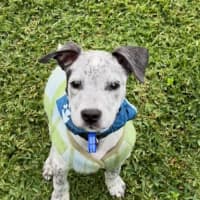 Photo of Louie   9 Week Old Cattle X English Staffy