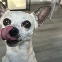 Photo of Bella