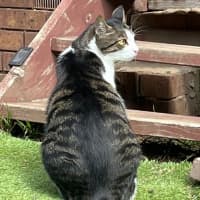Photo of Humphrey ** 2nd Chance Cat Rescue **
