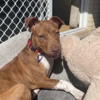 Photo of Sassy   4 Month Old American Staffy X