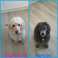 Photo of Saphoura And Nelson