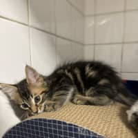 Photo of Papaya
