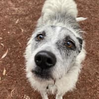 Photo of Ollie