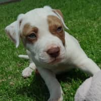 Photo of Yondu